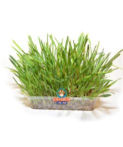 Duvo+ Healthy Cat Grass Seed 100g